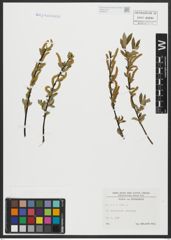 Foto von Salix alba L.